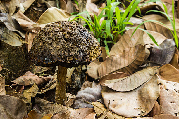 istock Wild Mushroom growing among vegetation, 505079485