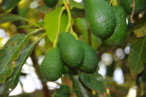 istock Avokados am Baum - Spain 505079649