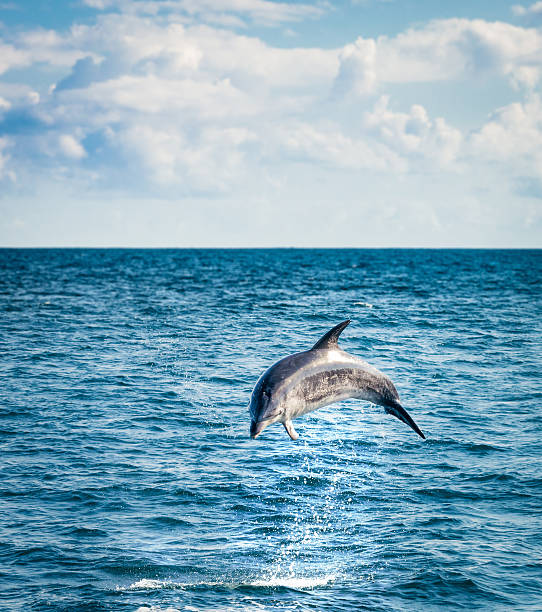 Leaping Dolphin A bottlenose dolphin leaping high out of the ocean around New Zealand's Bay of Islands. bay of islands new zealand stock pictures, royalty-free photos & images