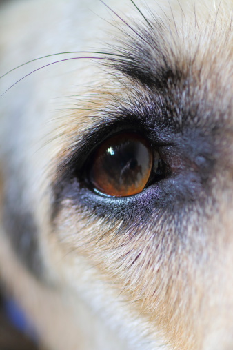Close-up of young puppy greyhound dog animal brown eye. Dark shot in selective focus.