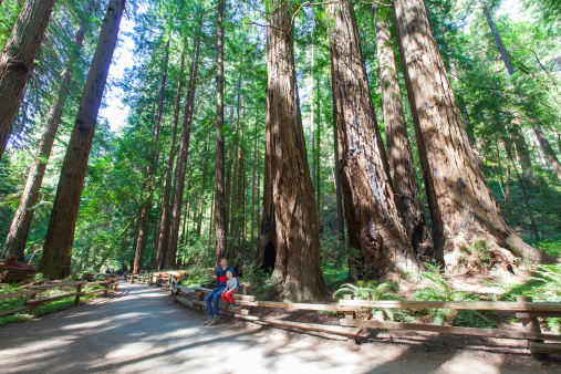 family enjoying redwood forest in california