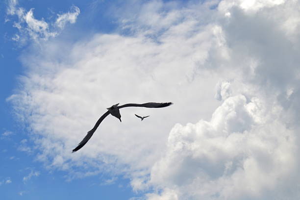 istock flying seagulls, blue sky and clouds 505080311