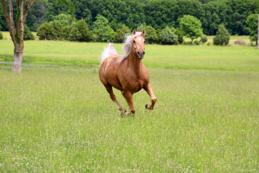 Palomino Horse