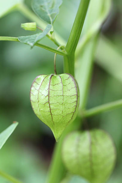 istock Wild green fruits. 505080519
