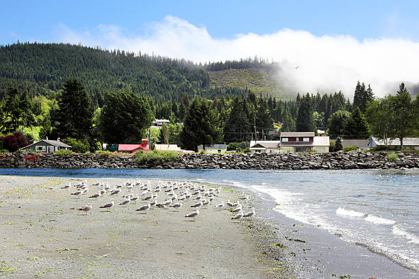 Port Renfrew Flock of seagulls on a beach in Port Renfrew. port renfrew stock pictures, royalty-free photos & images