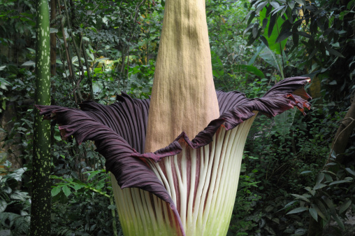 The blossom of the titan arum (amorphophallus titanum; in German: Titanwurz) is the biggest blossom of the world and it is very seldom. Outside of Sumatra only have been about 125 blossoms in the whole world. This blossom is 2,30 meter (= 7,50 feet) high. Because it is very extraordinary, the university has published it in Internet and German press, and more than 4000 (!) people of Bayreuth have visited the botanical garden to see the blossom. The plant is in flower only for 1 day and 1 night, here from August 01, 2014 till August 02, 2014. This is the first blossom of this 16 years old plant.