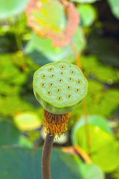 istock Lotus seed in the nature 505081345