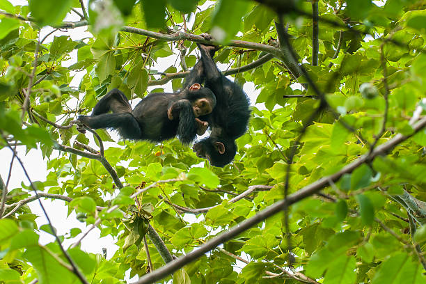 jovem chimpazé brincando em uma árvore, de fotografia, de gombe/tanzânia - play the ape imagens e fotografias de stock