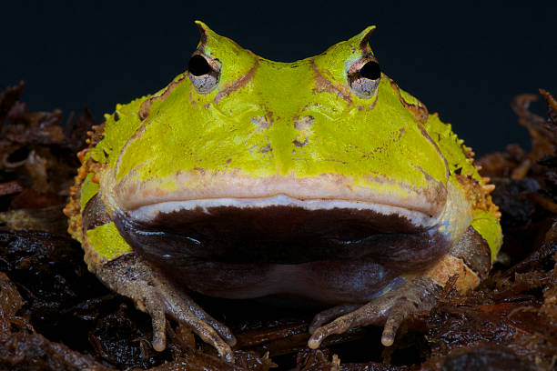 Surinam horned frog / Ceratophrys cornuta The Surinam horned frog is a large,bulky frog species. These are true ambush predators that will even take down rodents. anura stock pictures, royalty-free photos & images