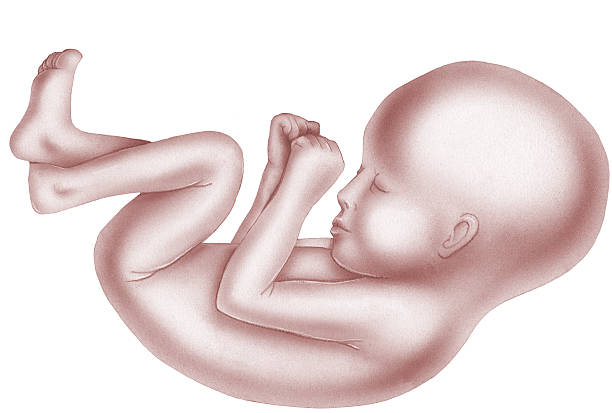 dziecko w łonie matki - animal uterus stock illustrations
