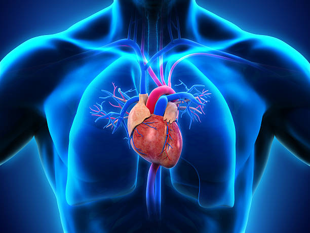 cuore umano anatomia - aorta foto e immagini stock