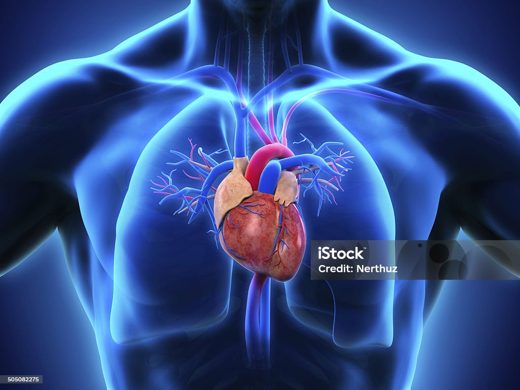 Human Heart Anatomy Human Heart Anatomy Illustration. 3D render Human Heart Stock Photo