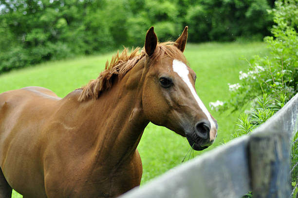 istock Horse Standing by Fence 505083173