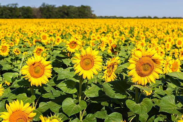 istock Sunflower field with three of them focused 505083343