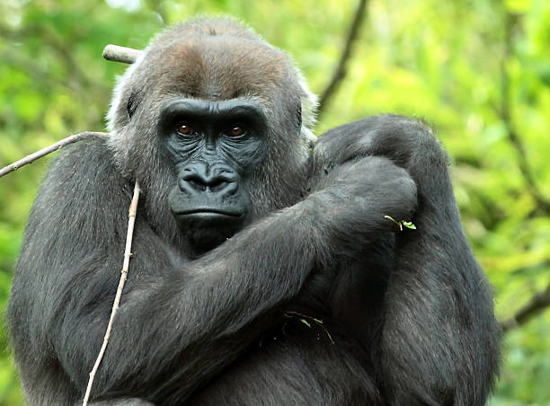 gorila 2 (cativa) - international wildlife conservation park imagens e fotografias de stock