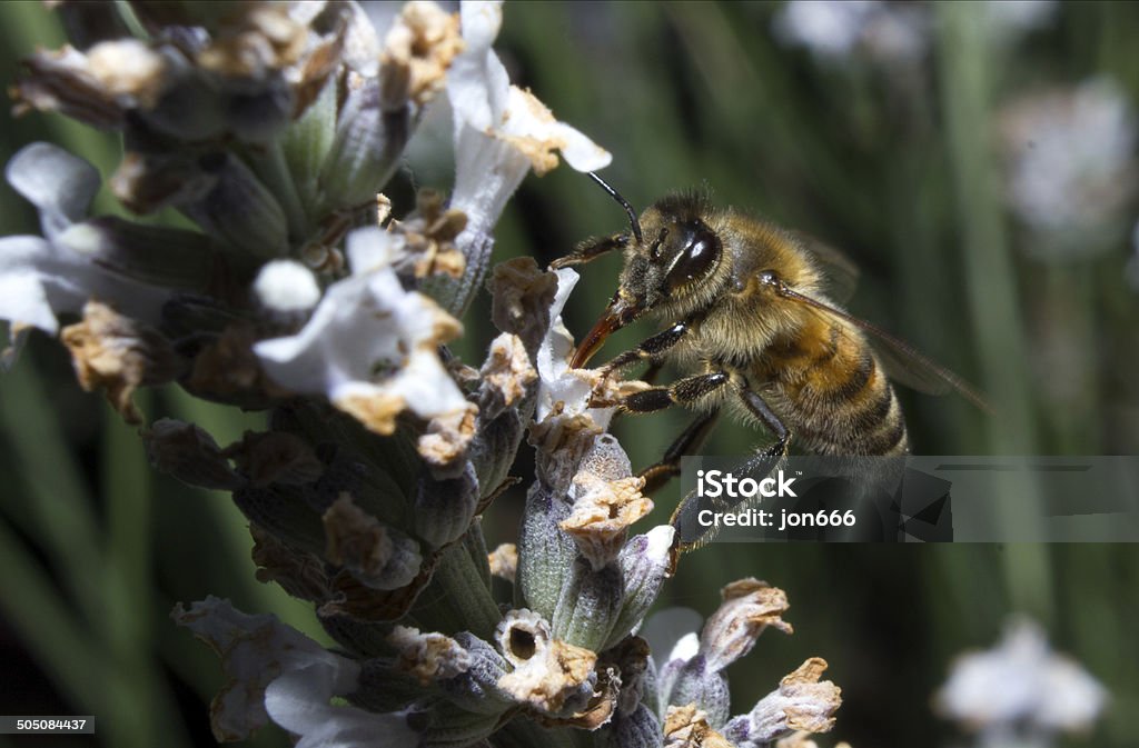 Abeille sur la lavande. - Photo de Abeille libre de droits