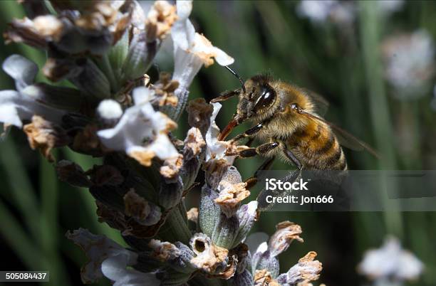 Photo libre de droit de Abeille Sur La Lavande banque d'images et plus d'images libres de droit de Abeille - Abeille, Abeille domestique, Abeille menuisière