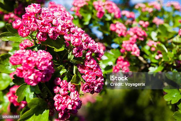 Bloosoming Pink Flowers Of Hawthorn Tree Stock Photo - Download Image Now - Beauty In Nature, Blossom, Botany