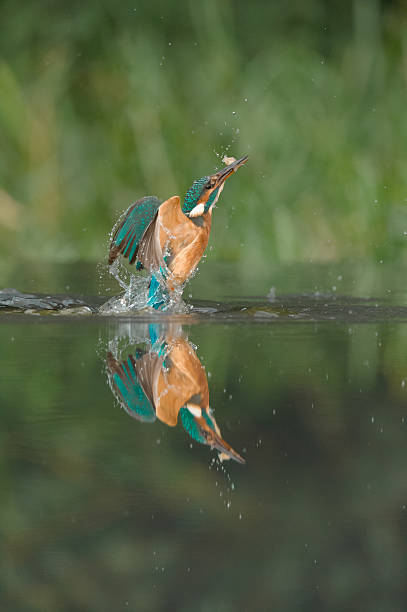 Kingfisher com peixes. - foto de acervo