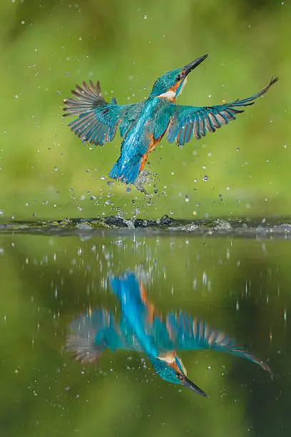 A male Kingfisher bursts from the water in a shower of spray and water droplets after failing to catch a fish. His reflection in the water in nearly perfect.