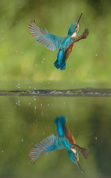 Kingfisher - foto de acervo