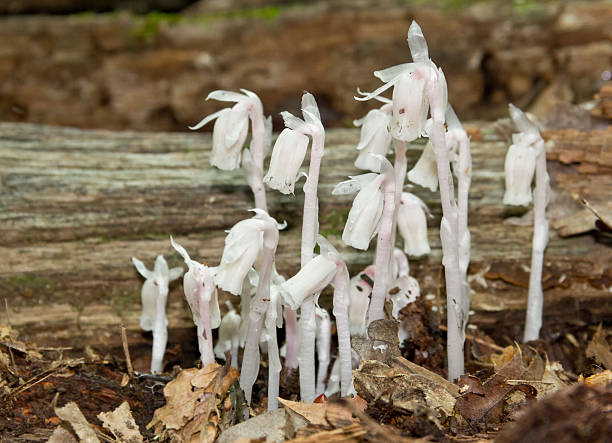 gross blumen - indian pipe stock-fotos und bilder