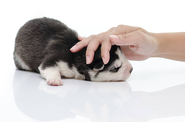 istock Cute puppy with caressing hand on white 505085623