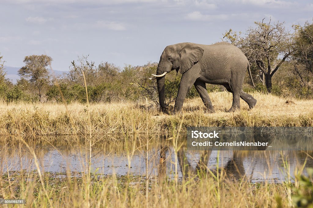 Elefante - Foto de stock de Animal royalty-free