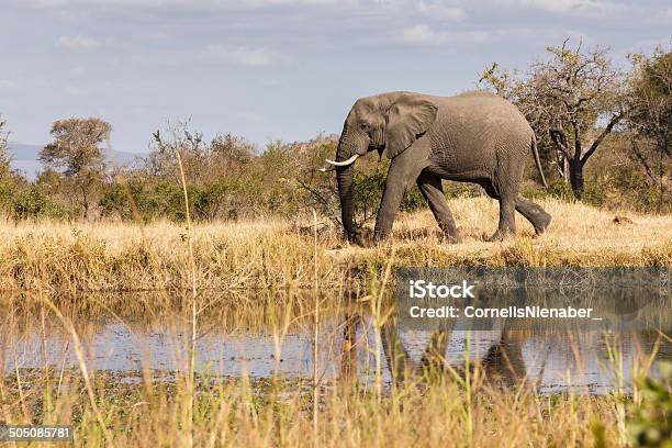 Foto de Elefante e mais fotos de stock de Animal - Animal, Animal selvagem, Clima subtropical