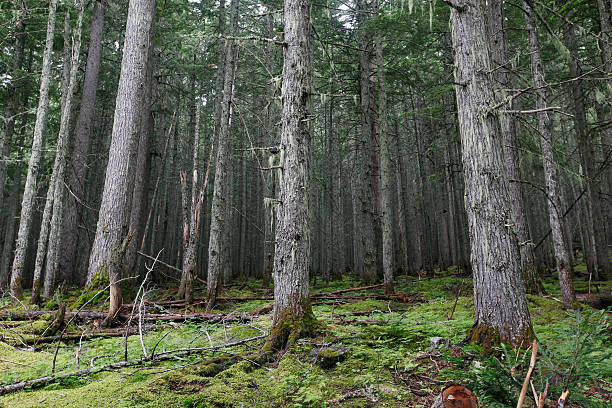 coniferous forest - montana british columbia glacier national park mountain mountain range stock-fotos und bilder