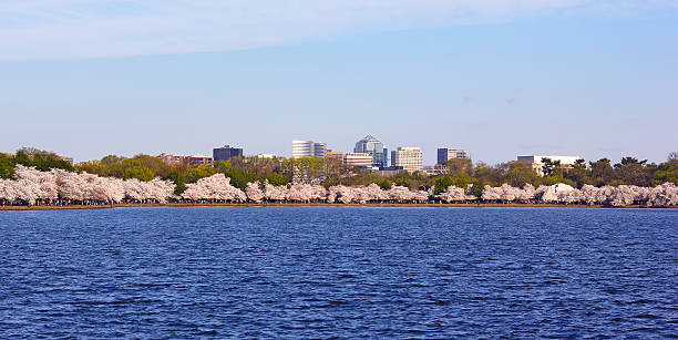 istock Blossoming cherry trees around the water in Washington DC, USA. 505086476