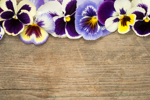 Pansy border of viola tricolor flowers on a wooden background