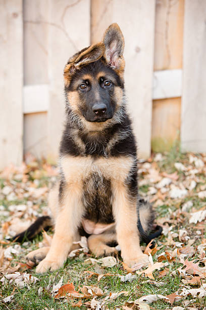 istock German Shepherd Puppy Sitting 505086748