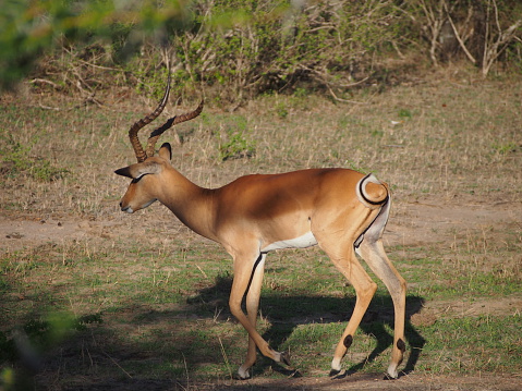 Herd of Impalas in Selous Game Reserve in Southern Tanzania