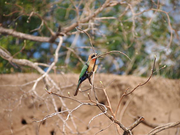 istock Kingfisher bird perched on a branch 505087338