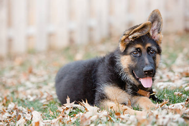 istock German Shepherd Puppy Laying Down 505087988