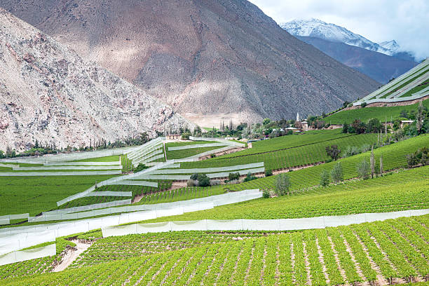 «vineyard, чили - coquimbo region стоковые фото и изображения