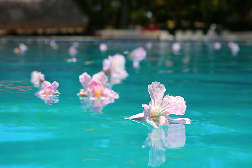 Flowers floating in water at a beautiful spa swimming pool with lounge chairs and Palapa in background. Coronado, Panama, Central America.
