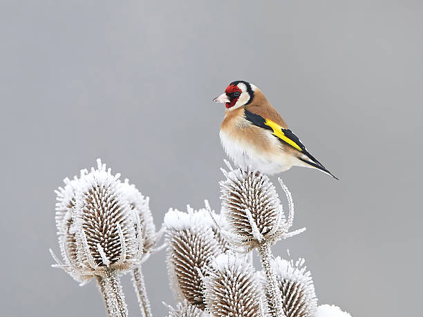 europäische goldfinch (carduelis carduelis) - stieglitz stock-fotos und bilder