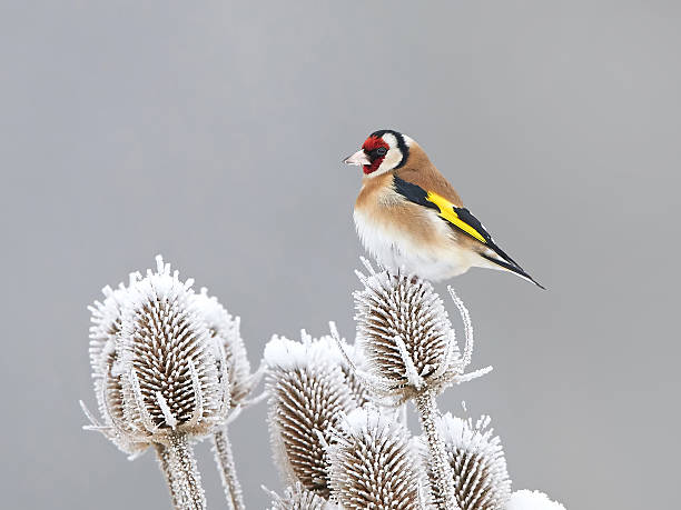 European Goldfinch (Carduelis carduelis) European Goldfinch resting in its habitat at winter time gold finch photos stock pictures, royalty-free photos & images
