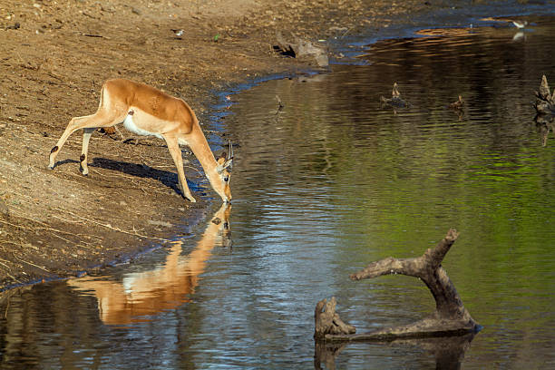istock Impala in Kruger National park 505091398