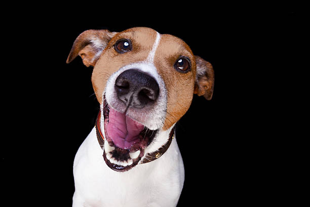 dog isolated on black jack russell terrier dog isolated on black background looking at you  with open smacking mouth fish eye effect stock pictures, royalty-free photos & images