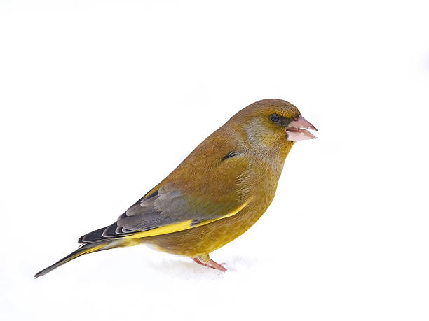 istock European Greenfinch (Chloris chloris) 505092268