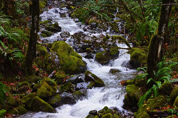 Opal Creek Area Stream North-Central Oregon's Cascade Range. willamette national forest stock pictures, royalty-free photos & images