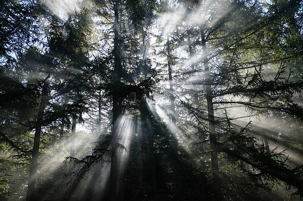 istock Sun rays and smoke create a mystical atmosphere in a forest 505092630