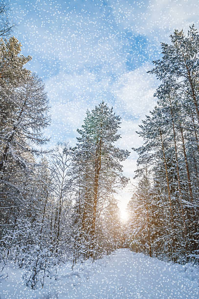 istock beautiful winter landscape 505092804