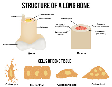 Structure of a long bone and cells of bone tissue(useful for education in schools and clinics )