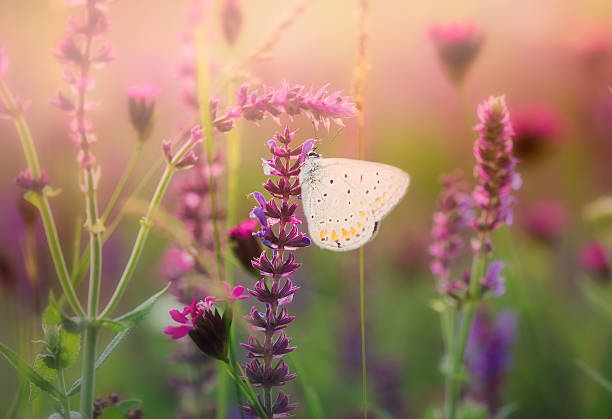 istock Butterfly on the wild flower 505094104