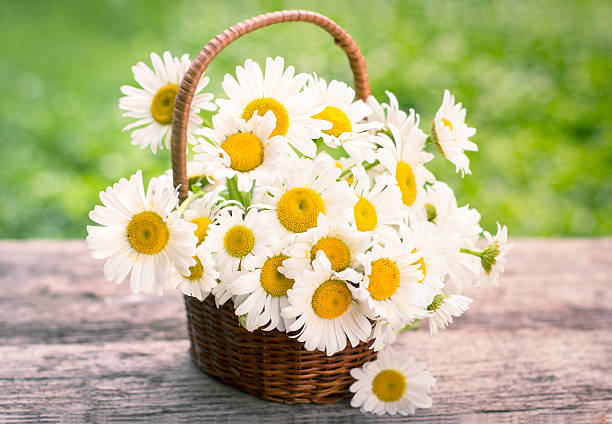 istock Spring flowers - Daisy flowers in the basket 505095088