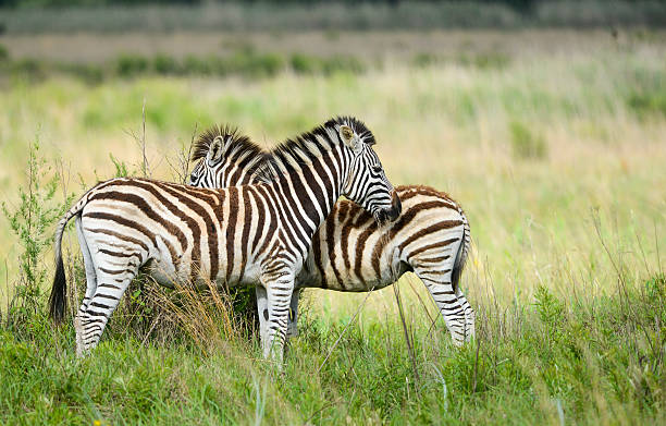 若いゼブラで朝の光 - softness wildlife horizontal black and white ストックフォトと画像